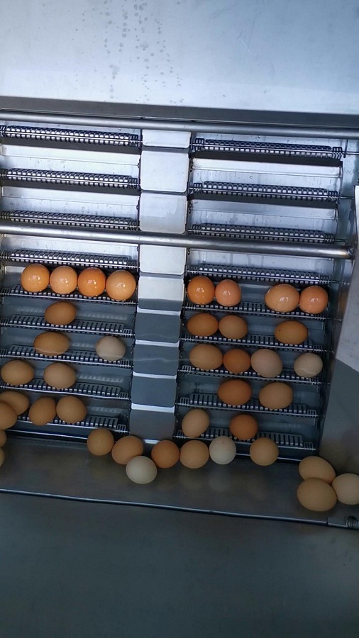 水中上蛋機(jī)(二代)原廠演示