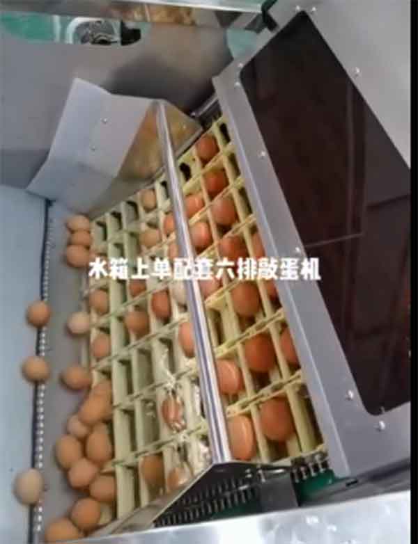 水箱上蛋配套六排敲蛋機