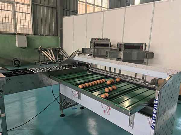雞蛋分級生產(chǎn)線
